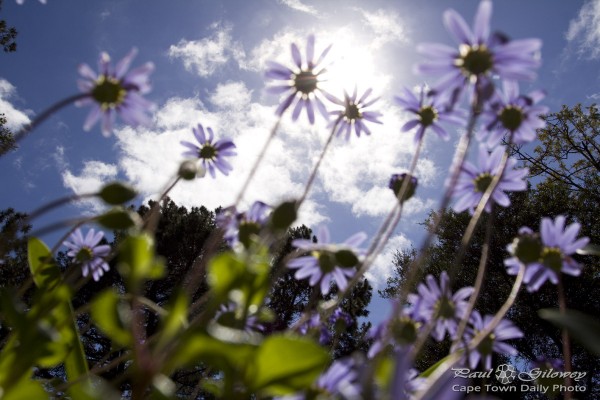 Purple flowers above