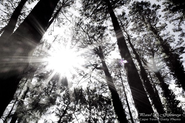 Sun, tree, silhouette