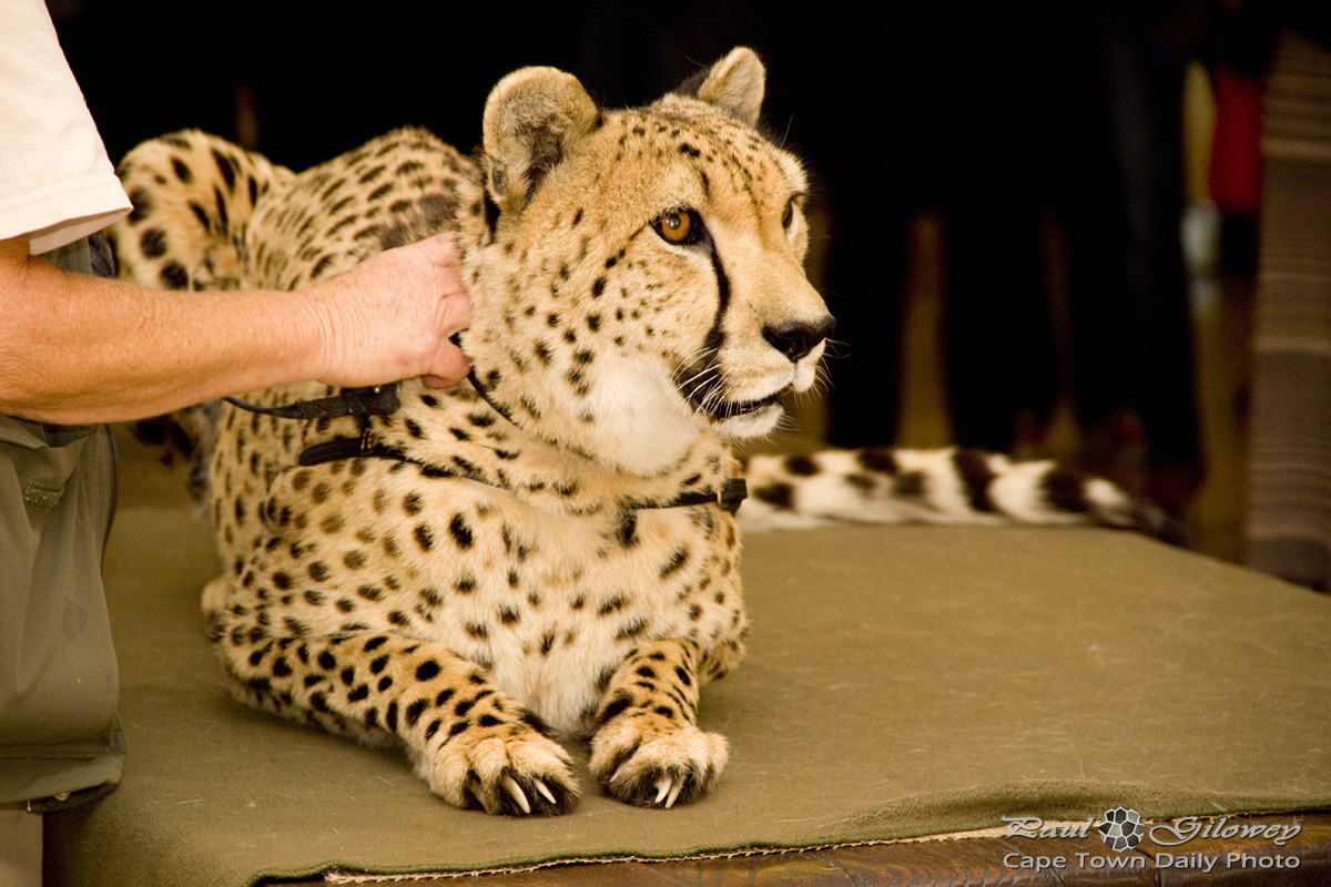Cheetah-kitty