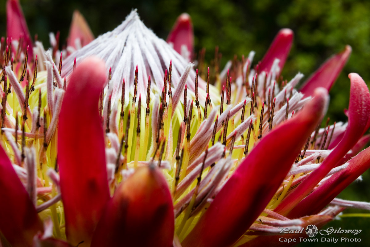 King Protea - looking all spikey