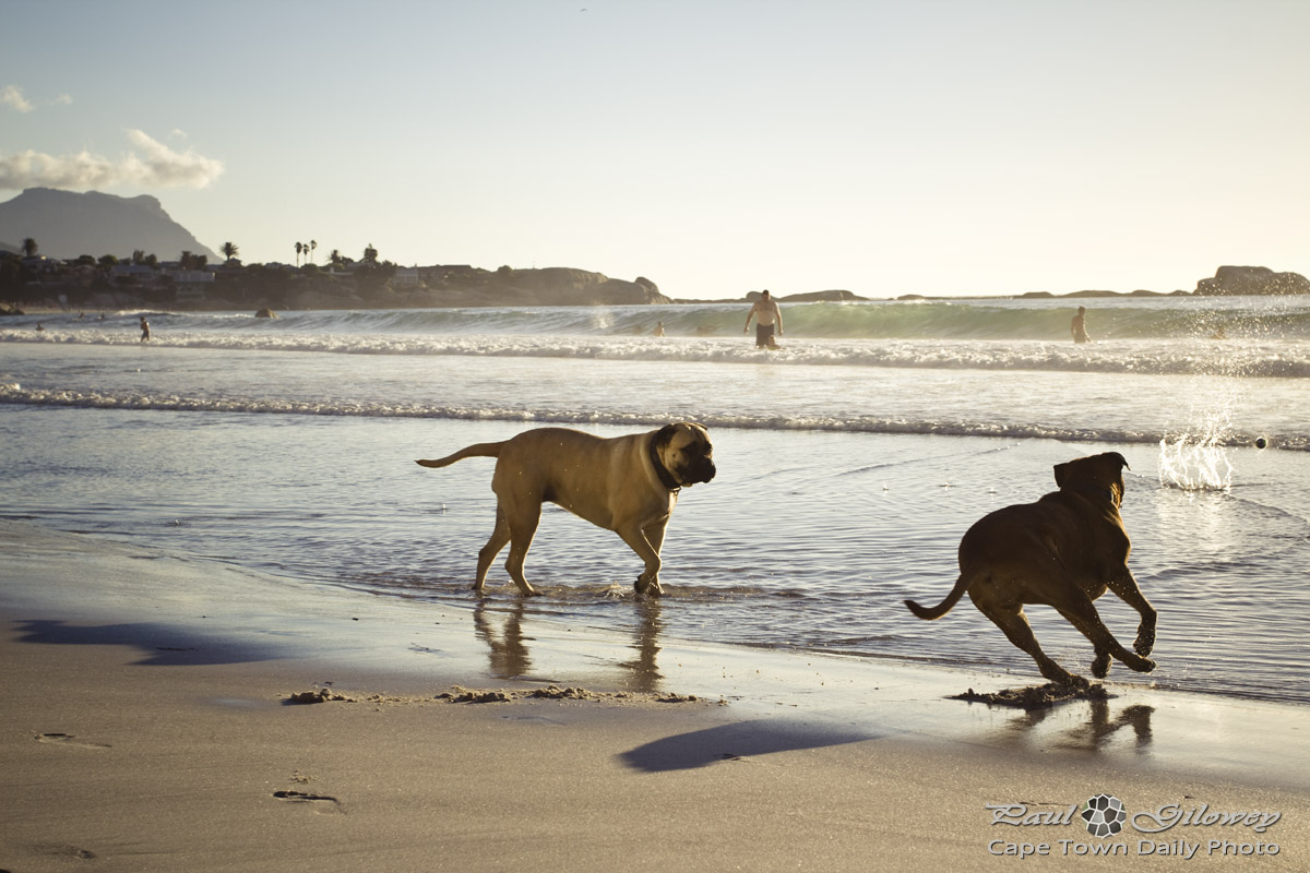Doggies on the beach