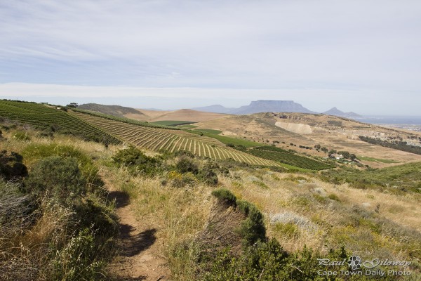 Walking though the fynbos