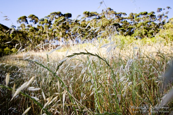 Grass and trees and things