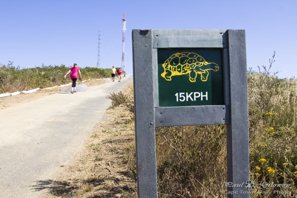 Slow like a tortoise