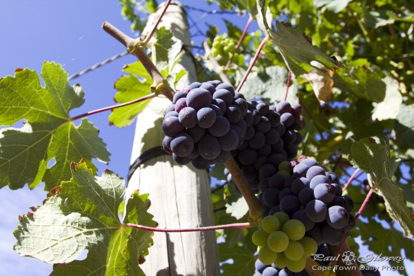 Grapes on the vine