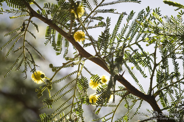 Acacia Karroo aka Sweet Thorn