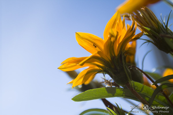 Mr Ant and Ms Gazania