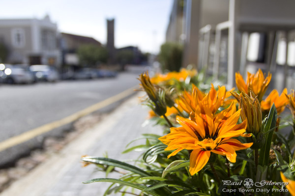 Gazania Gazania, beautiful Gazania