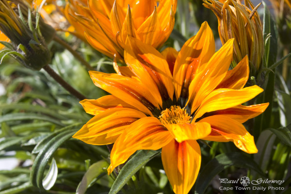 Just another Gazania