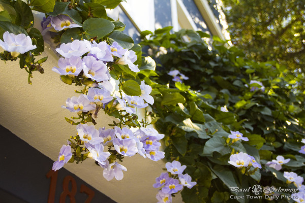 An array of purple flowers