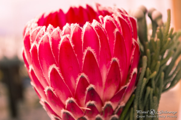 Red Protea