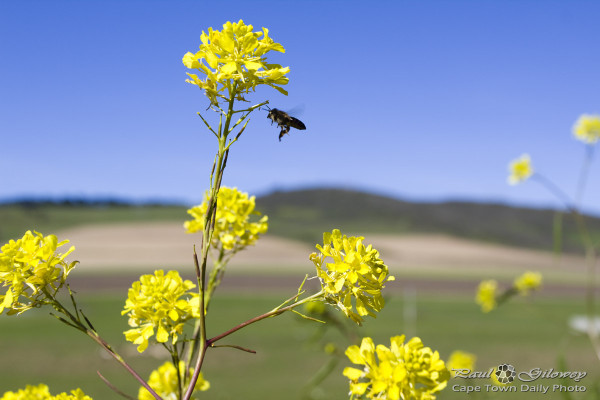 Bees, bees, and red bulls