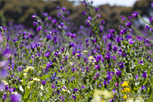 Purple flowers in the wild
