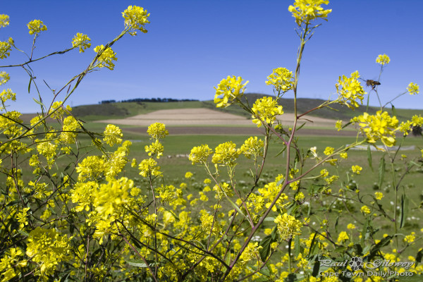 Spring flowers