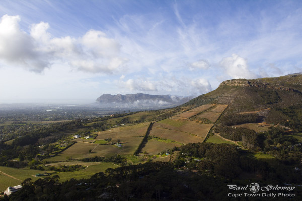 Constantia's vineyards