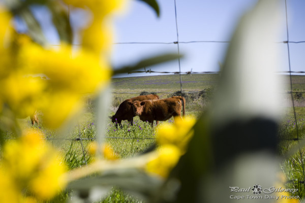 Peeking cows for Jojo