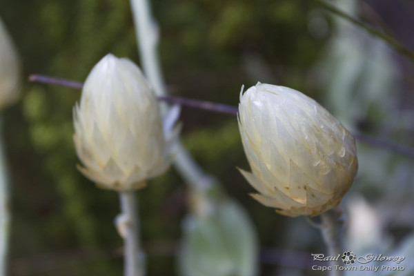 Dry, white, Everlasting flowers
