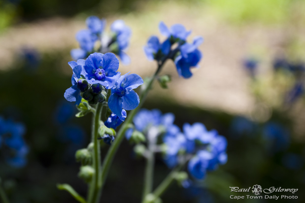 Open gardens: Little blue flowers