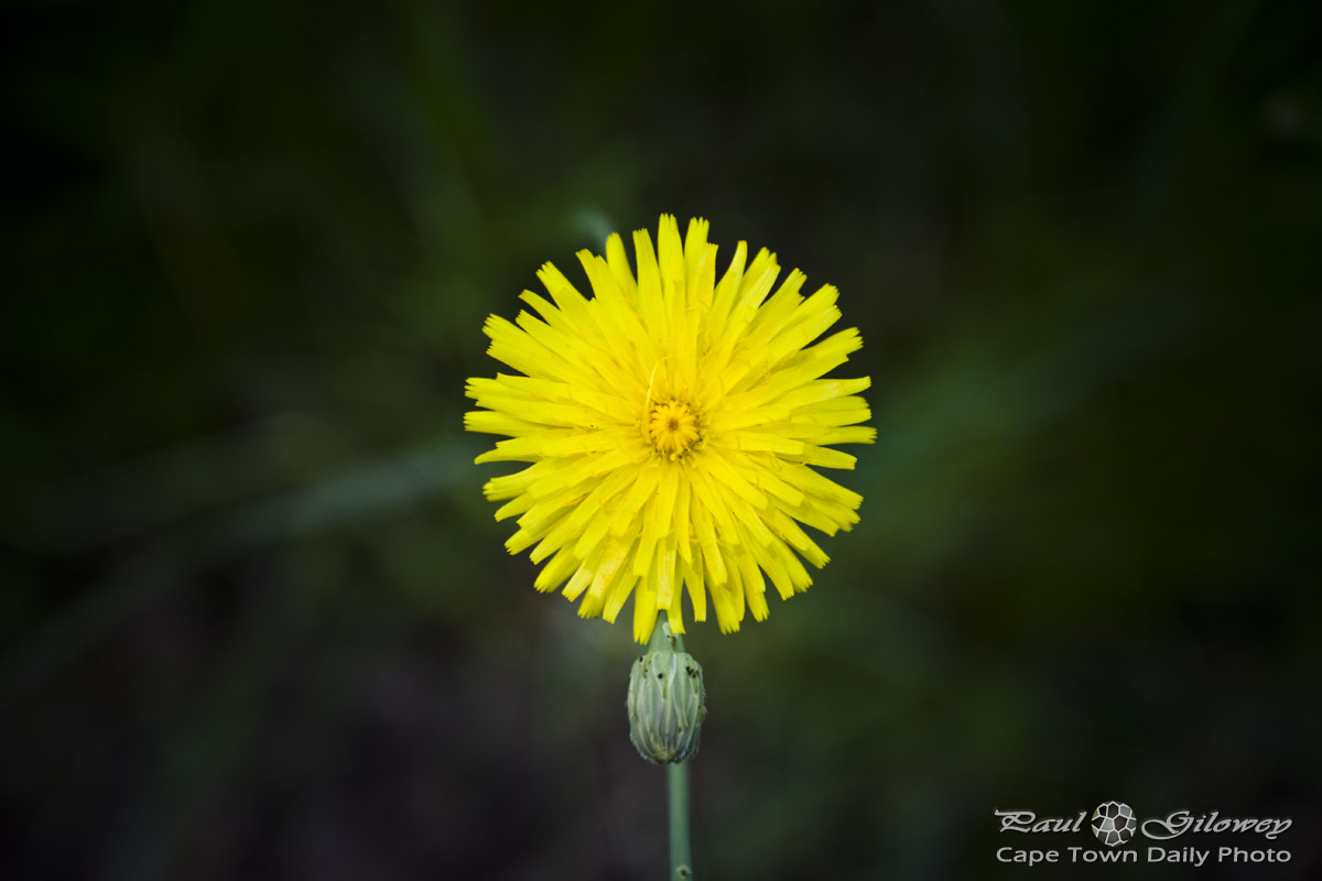Open gardens: Single yellow flower