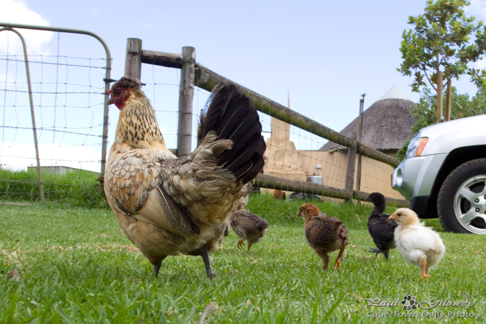 chickens Cape Town Daily Photo
