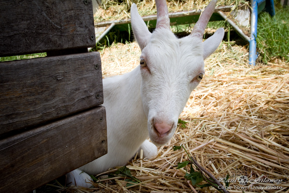 Peeking goat