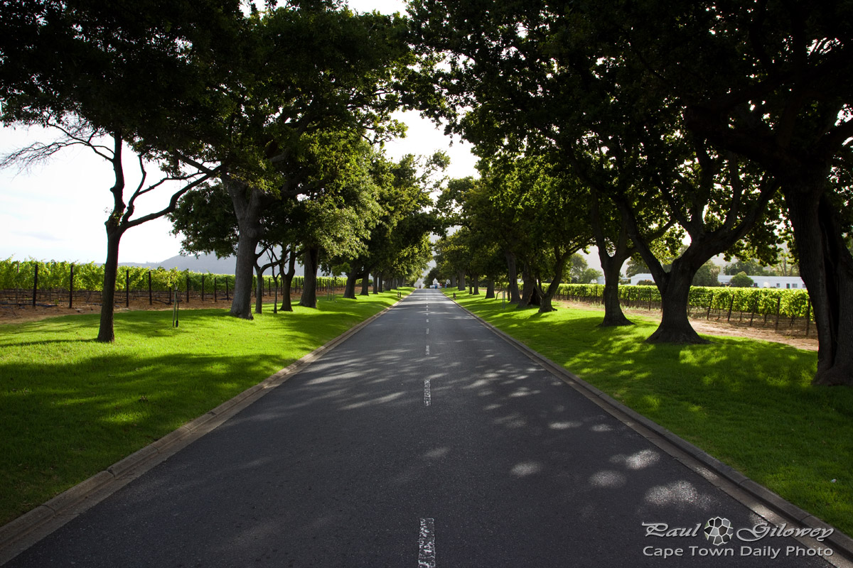 An avenue of trees
