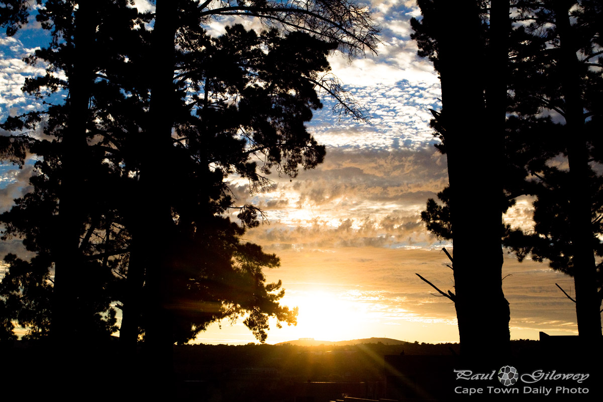 Sunset through pine trees
