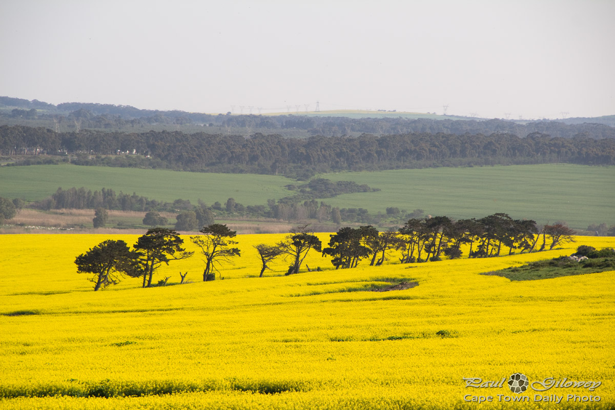 Fields of yellow [canola]