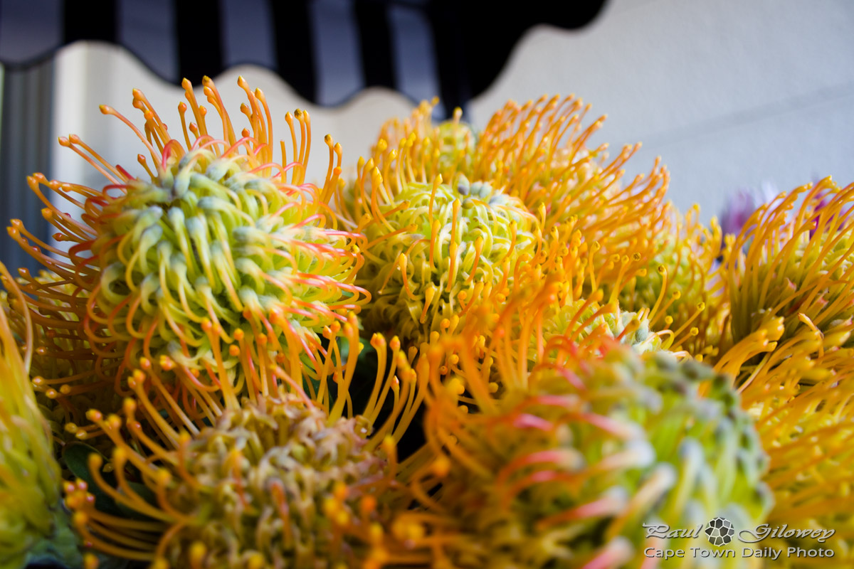 The notable Pincushion Protea