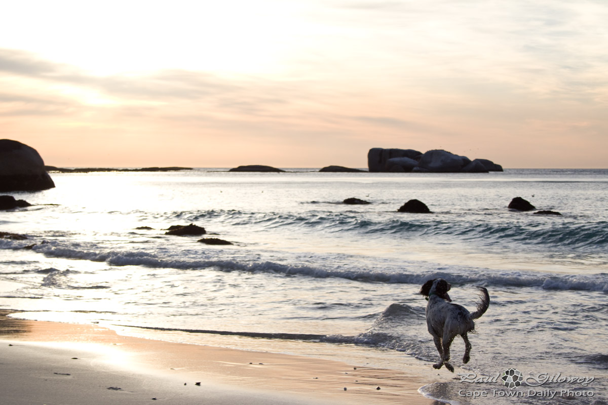 Beachy doggy dancing