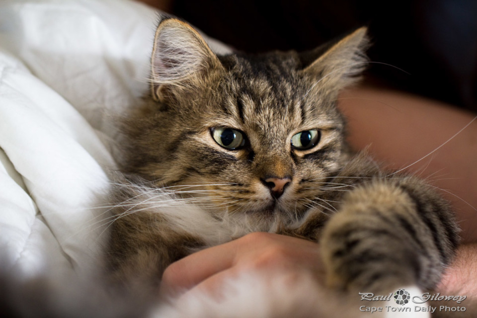 cat Cape Town Daily Photo