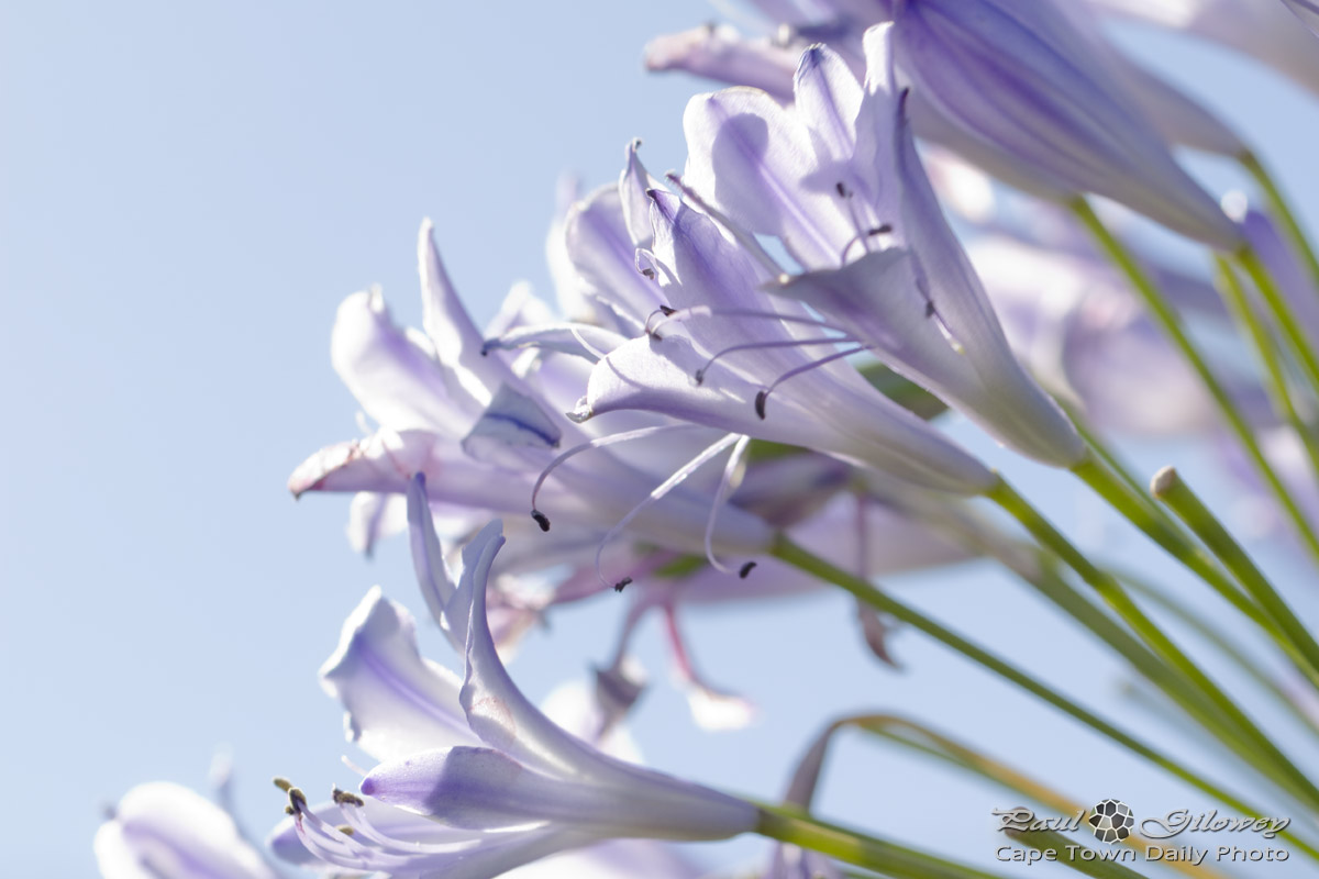 Lilac Agapanthus