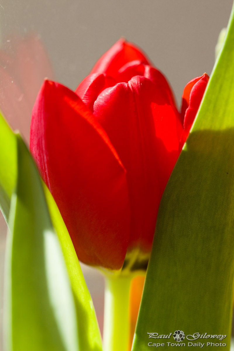A little bit of tulip