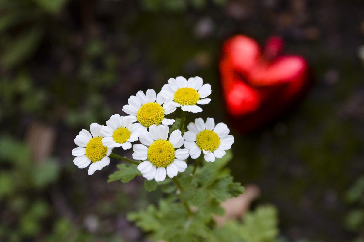 White petals, red hearts
