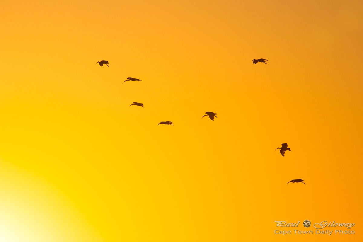Ibis in golden flight