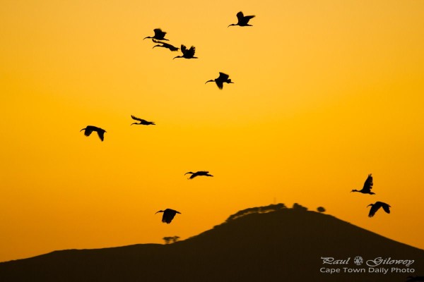 Ibis over Tygerberg Hill