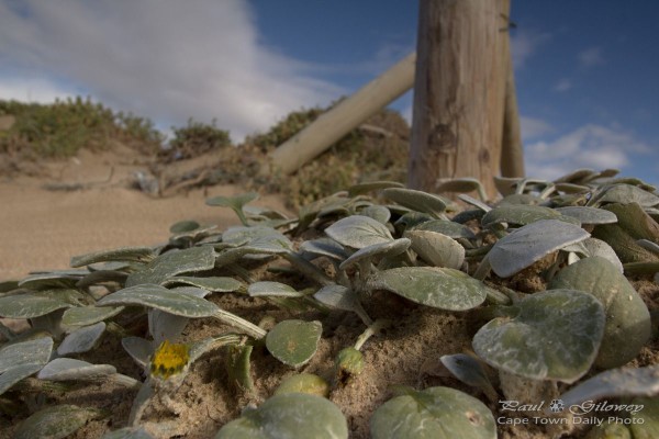 Growing in salty sandy soil
