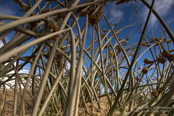 Strange beach animals