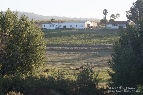 Out back on Bottelary Road