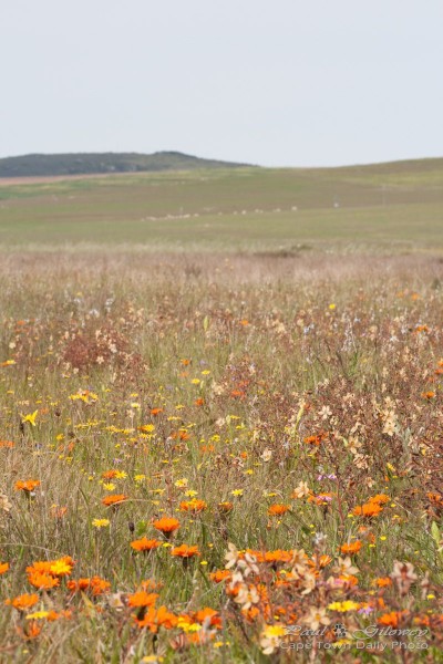 Fields of flowers