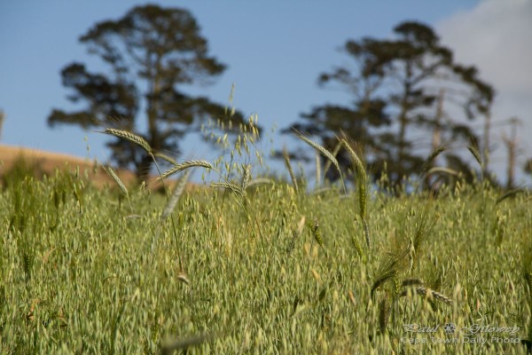 The wheat fields of Meerendal